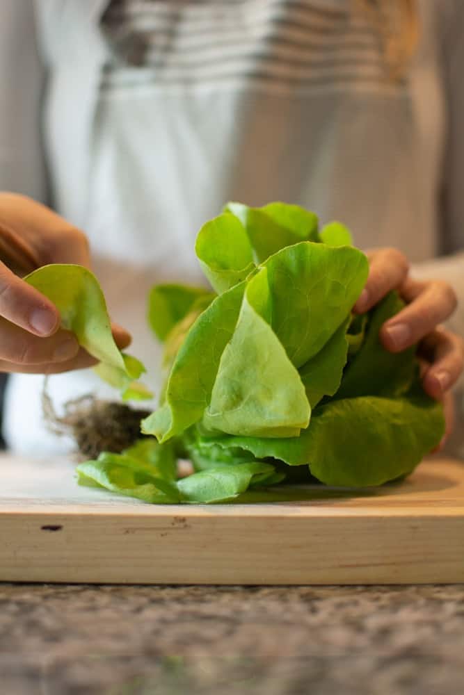 tearing lettuce off butter lettuce head