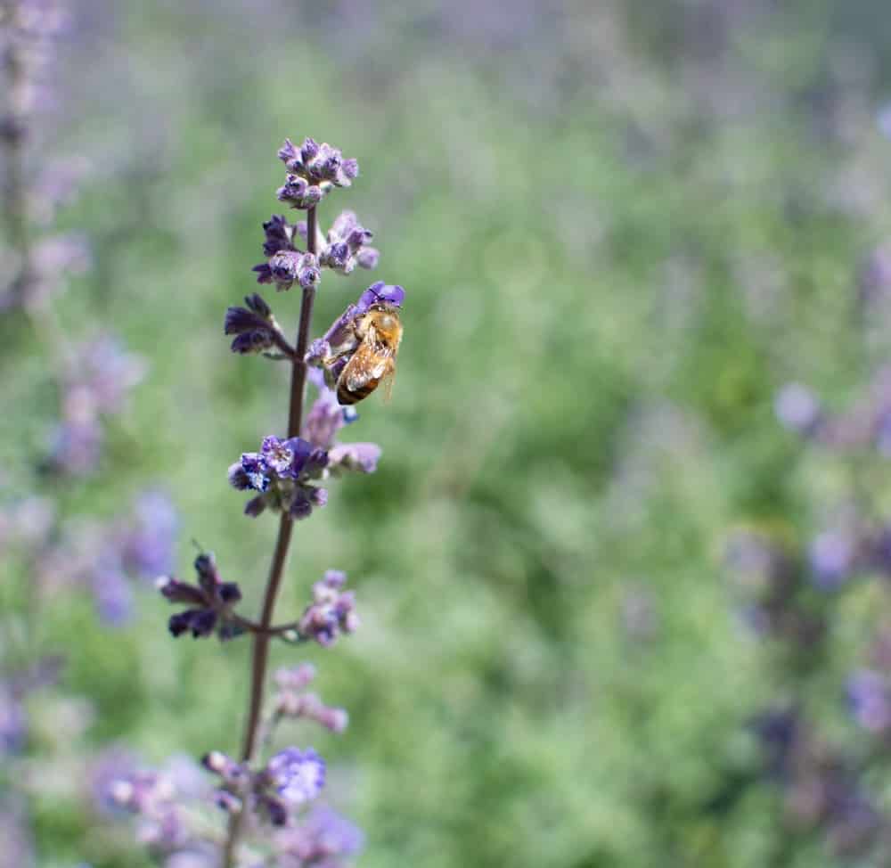 Bee on flower