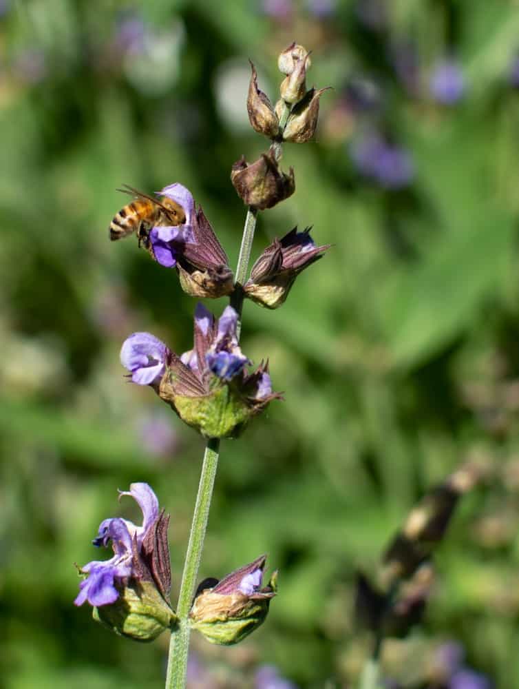 Bee pollinating purple flower
